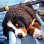 Bernese Mountain Dog 22