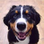 Bernese Mountain Dog 3