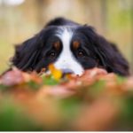Bernese Mountain Dog 4