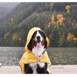 Bernese Mountain Dog 5