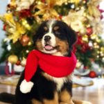 Bernese Mountain Dog 6