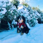 Bernese Mountain Dog 7