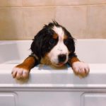 Bernese Mountain Dog 8