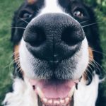 Bernese Mountain Dog 9