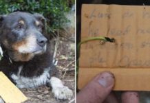 Family Dog Goes Missing, Eventually Returns Home With A Strange Note On His Collar.