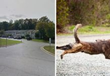 Man Tries To Abduct 10-Year-Old Girl, Doesn’t Realize Her Dog Is Watching Her Back