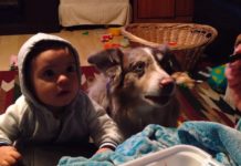 Dog Says ‘Mama’ After Mom Bribes Baby To Say It
