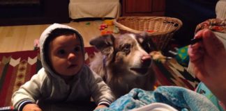 Dog Says ‘Mama’ After Mom Bribes Baby To Say It