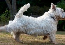 This Is Why Dogs Kick Their Feet After They Poop – I Had No Idea!