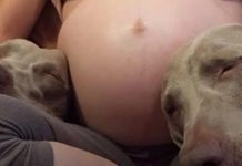 Dog Patiently Waits 9 Months For Baby Brother – His Reaction When He Meets Him Is Going Viral