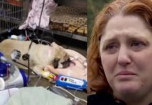 Dog Dies After Owner Fed It Popular Dog Food. FDA Finds Euthanasia Drug In These Dog Food Brands