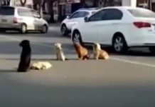 4 Dogs Block Traffic, Then Drivers Realize They’re Protecting Body Of A Friend Killed By A Car