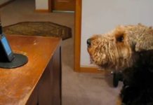 Dog Phones Mom When He Misses Her – She Dies Of Laughter When She Hears Him ‘Sing’ To Her