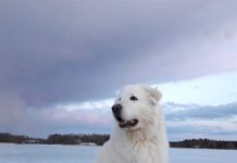 Everything You Want To Know About Great Pyrenees