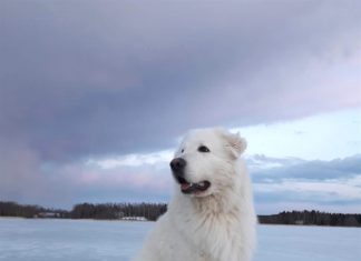 Everything You Want To Know About Great Pyrenees