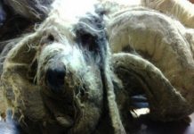 Dog Found Alone In Kitchen Looks Unrecognizable After 4 Trash Bags Full Of Fur Is Shaved Off