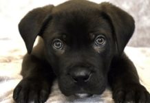Bought Online As A X-Mas Gift, 8-Week-Old Ronnie Becomes First Dog To Be Abandoned In 2018