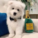 Samoyed 10