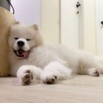 Samoyed 13