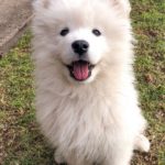 Samoyed 14