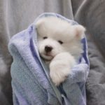 Samoyed 15