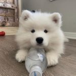 Samoyed 16