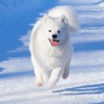 Samoyed 17
