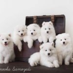 Samoyed 19