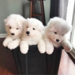 Samoyed 21