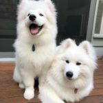 Samoyed 7