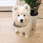 Samoyed 8
