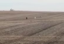 Man Finally Finds His Missing Dog Sprinting Across Field – Then Realises He’s Not Alone