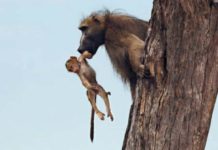 Baby Baboon Falls Into Lion’s Path, Onlookers Are Left Stunned By Lion’s Unexpected Response