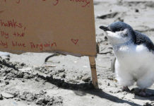 Baby Penguin Found Alone On Beach Is Given An Adorable Sign To Explain Why He’s There