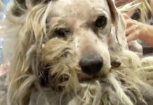 Rescued Dog Never Wagged His Tail, But Thanks To A Miracle, His Transformation Is Unbelievable