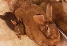 Tiny Bunny Is Totally Obsessed With Giant Girlfriend Who Is 4 Times His Size