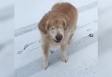 Blind Dog Experiences Snow For The Very First Time, Watching Him Will Melt Your Heart