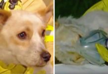 Hero Dog Wouldn’t Leave Burning Home Because He Had To Protect 4 Tiny Friends Trapped Inside