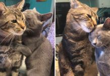 Shy Cat Won’t Open Up To Anyone, Until Rescue Kitten Teaches Him How To Love By Cuddling Every Day