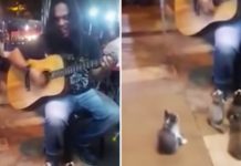 This Street Musician Was About To Quit, Until These Tiny Kittens Started Listening