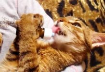 Kitten Starts Suckling From Bottle — But Listen For The Sound She Makes