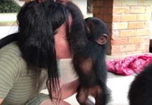 Woman Goes Undercover To Rescue Baby Chimp – Now Grateful Baby Won’t Stop Hugging Her