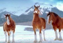 Clydesdales Throw Snowballs At Their Friends, But The Way They Get Their Own Back Is Hilarious