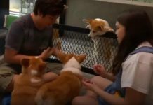 Corgi Cafe Is The Cutest Place For Dog-Lovers To Get Their Caffeine Fix