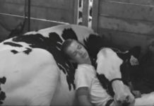 Teen Takes A Nap With His Cow, Wins The Hearts Of The Internet