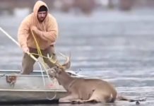 Guy Rushes Onto Thin Ice To Rescue Deer Stranded On Frozen Lake – But Then The Ice Begins To Crack