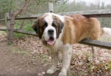 130-Pound Dog Steps Into His First Ever Home, Watch His Reaction
