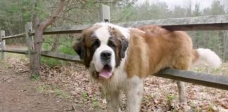 130-Pound Dog Steps Into His First Ever Home, Watch His Reaction