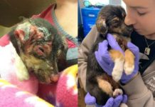 Burned Puppy Was Found Dumped In Trash, Local Rescue Intervenes