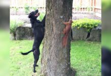 Dog Attempts To Catch Squirrel, But He’s No Match For The Tiny Mastermind